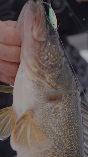 1K views · 35 reactions | January Walleye missions  | Superior Angling Co | Facebook