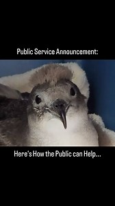 PSA: It is once again Shearwater "Fallout" season! Wedge-tailed Shearwaters are a medium size sea bird, slightly larger than a large pigeon. They are gray to black in color with light gray to white feathers on their neck and underbelly. Shearwater chicks are covered with fluffy gray and white down feathers which they slowly lose as their adult feathers grown in. When most of the down is gone, they are called fledglings and are now ready to leave the nest and fly. These birds spend most of their 