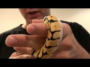 My New Bumblebee Ball Python!!!