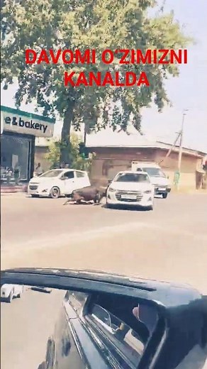 Хамма кутган тренд видео 3-қисм