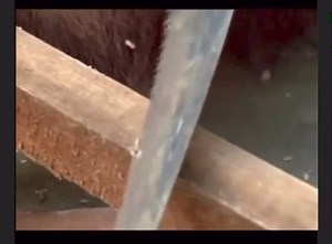 Behind the scenes from RedBull factory | F1 Lead