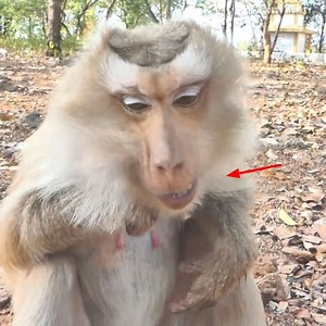 Tricky monkey takes a shower before going to play with his friend. | Bobby Monkey