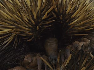 Echidna (Spiny Anteater){हिन्दी डॉक्यूमेंट्री} #wildworld #monkey #fox #hindi #wolf #wildlifeanimals #animals #wildlife #nature #africanwildlife #wilddog | Saloni Wild Telecast
