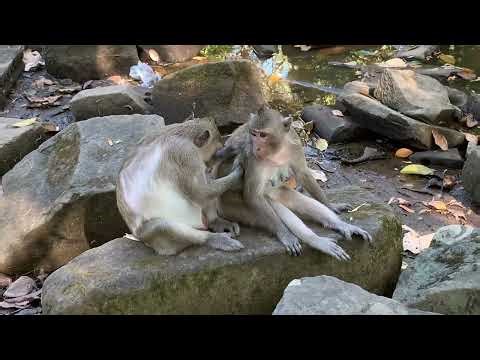 A Mature Monkey Showing Responsibility and Care 🐒