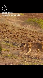 30 reactions | In the wild, a delicate dance of survival unfolds. Predators stalk their prey, and the hunted flee for their lives. It's a realm where danger lurks around every corner, and every moment is a fight for existence. Yet, amidst the danger and uncertainty, there's a mesmerizing grace to this delicate balance. A testament to the resilience and adaptability of life, where every creature plays its part in the grand symphony of the wild. | Sulley Kone | Facebook