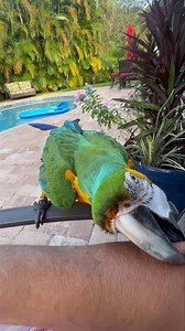 4.7K views · 811 reactions | ‍♀️ Some poolside fun today with my best girl "River" 李 She just cracks me up  | Palm Beach Parrot & Bird Rescue/Sanctuary Of South Florida | Facebook