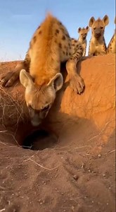 Hyena vs Porcupine: A Fierce Clash No One Expected 🐅🤕 लकड़बग्घा, साही #Überraschung #AutschMoment