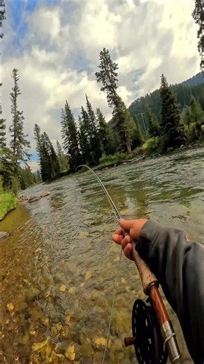 Spruce moths are out and about, and they’re turning up the heat on an already hot terrestrial bite! Trout are looking up for hoppers, beetles, ants… but the spruce moths are stealing the show on most sections of the Gallatin right now. Tie one on and let the action speak for itself. Need help dialing in your setup? We’ve got the bugs and the tips, swing by the shop! #sprucemothseason #terrestrialtime #dryflydays #gallatinriverguides #bigskymontana #troutontop #flyfishingmontana | Gallatin River 