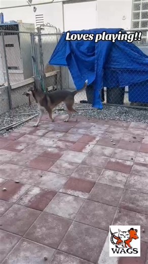 1.9K views · 46 reactions | Meet Twinkle!! Twinkle is an adult...