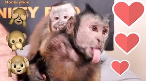 MonkeyBoo and little MonkeyHappy have some adorable monkey fun time! ❤️ They talk, cuddle and play keep away with their pet human Pete! 🙈 | MonkeyBoo