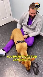 71K views · 2.1K reactions | Watch Dr. Tom gain this patients trust in under two minutes! 凉❤ | Animals Doing Things | Facebook