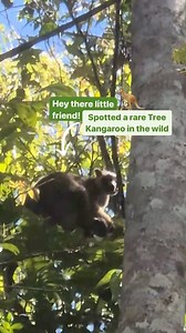 Spot a rare Tree Kangaroo in the wild with Barefoot Tours! 🦘🌿 Don’t miss your chance to witness this elusive creature. Book now for just $99 with code ETA25! @tropicalnorthqueensland @queensland @australia #BarefootTours #TreeKangaroo #ExploreCairns #WildlifeAdventure #NatureLovers #CairnsWildlife #AdventureAwaits #TravelAustralia #RainforestExploration #Queensland #JosephineFalls #AthertonTablelands | Barefoot Tours