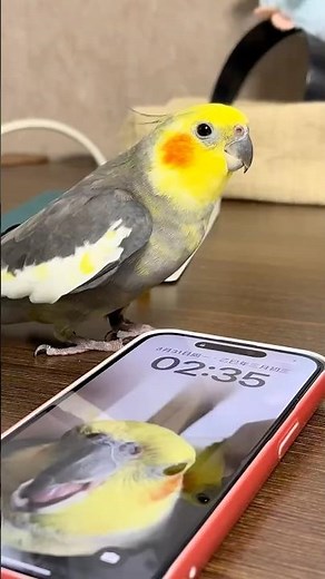 #iphone Screen Test 😂😂