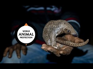 Shocking footage of pangolin killed for traditional medicine