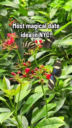 Looking for a great date idea? 👀 Grab your bestie or your boo and head over to the AMNH for a day spent with the butterflies 🦋 #mysecretnyc #amnh #nycdateideas | Secret NYC