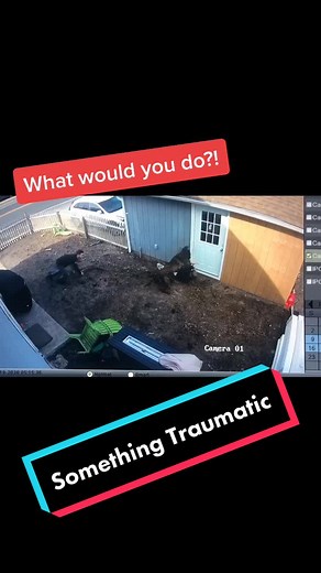 Understanding PTSD in Dogs: Causes and Solutions