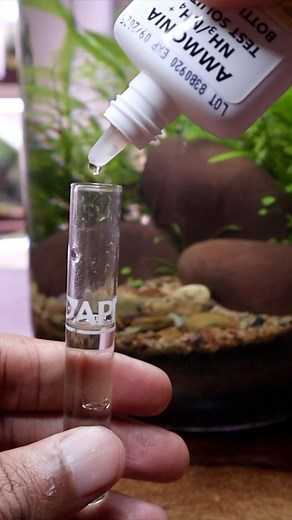 Ammonia testing #aquarium #aquajar #ammoniatest #jarrarium | The Urban Nemophilist