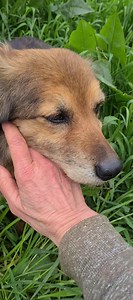 Teddy ❤️❤️ | Barking Mad Dog Rescue