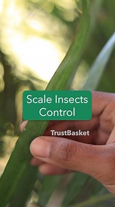 Scale on plants are sap-sucking pests that attach themselves to twigs, leaves, branches, and fruits of host plants. Getting rid of scales is a combination of a few very simple steps that will give you perfectly healthy plants that are free of these insects. Let’s look at what these are. #trustbasket #grow #garden #gardening #plantsofinstagram #plantsmakepeoplehappy #plants #plantsarefriends #plantslover #seeds #nature #gardenlovers #plantlife #pests #pestsolutions #diy | TrustBasket.com