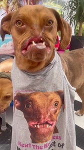 190K views · 10K reactions | Happy tongue out Tuesday!浪Just a reminder that these t-shirts are available for sale☺️LINKINBIO!☺️ #newtthenoseless #picassothewonkyfaceddog #tongueouttuesdays | Wonky Dogs Pack | Facebook