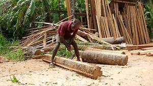 Man Ax Cutting Crust Palm Tree: vídeo stock (100% livre de direitos) 8034514 | Shutterstock