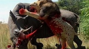 Leão VS Crocodilo VS Bufalo - LUTA INCRIVEL - FULL HD