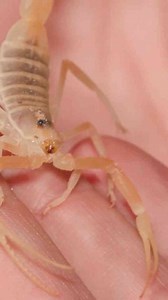 Handling the world’s deadliest scorpion