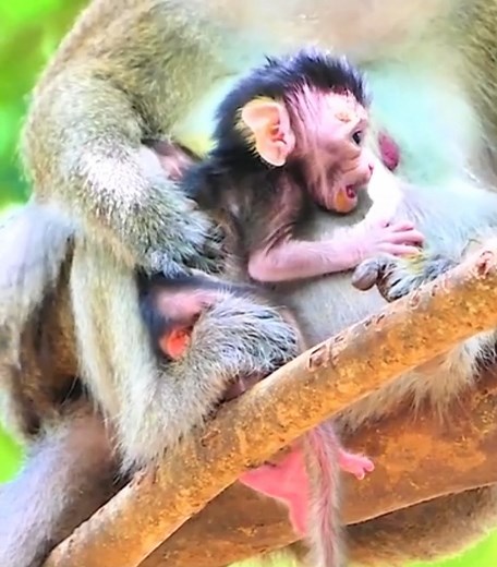 Get rid of feces first .. !!! Newborn monkeys try hard to knock it out #cutemonkey | Cute Monkey