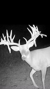 Double drops! | Genesis Whitetails