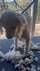 This is Bella, she is also a cockapoo 2 year old female. She is very sweet very funny and playful. Long legs and definitely has the hops. She is all finished and ready to go. I will have updated pictures and profiles up very soon. I have to go to the pet store again and get new clipper blades as my new ones went dull again. I’m getting through about six or seven dogs per set of clipper blades and I know they should last longer than that and I have even tried to sharpen them myself, but have had 