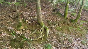 Funghi porcini @cei mai activi fani Funghi PorciniPassione Funghi & TartufiFunghi Natura e Tartufi 🍄Funghi e Identificazione#funghi #porcini | Funghi Porcini