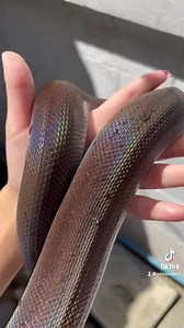 📌White lipped python (ปีศาจปากขาว) ยืนหนึ่งเรื่องความสวยออร่า✨ เมื่อแสงตกกระทบจะเปร่งประกายรุ้ง 🌈 ทรงคล้ายแสงอาทิตย์แต่ไม่ใช่นะจ๊ะ ไม่ต้องมีใบครอบครอง มีเงิน ความรู้ ความพร้อม ก็เลี้ยงได้เล้ยยย💫 นิสัยเป็นเอกลักษณ์ เสียงขู่อันทรงพลัง ความไวระดับคุณแฟรช และขึ้นชื่อเรื่องการตีพ่อตีแม่! (ขออนุญาตงดเว้นคำว่างูเปรต เป็นเวลา 1 เดือน ตามคำสัญญา🌝) ⚠️ไม่เหมาะสำหรับมือใหม่⚠️❌❌ ควรศึกษาข้อมูลการเลี้ยง และปรึกษาผู้มีประสบการณ์เลี้ยงมาก่อน เพื่อความปลอดภัยต่อตัวผู้เลี้ยงเอง 🤣 | ไอ้ต้าวงู้ยยย