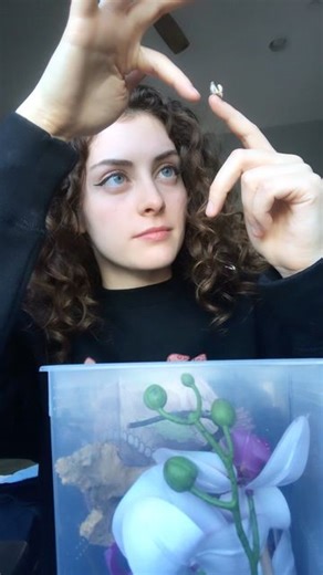 Inspire Exotics • Exotic Pet Content Creator | Mantises only live long enough for you to love them 🥲 #mantis | Instagram