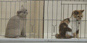 67th annual Cat Fanciers Cat Show shows off their furry felines
