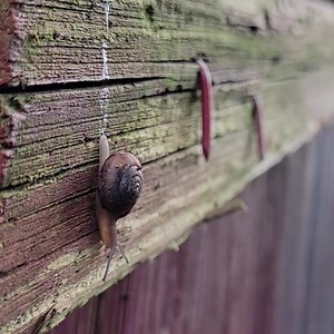 Happy National Snail Day! Today, we’re celebrating the amazing, slimy creatures that have been around since prehistoric times. To make your day extra special, we’ve brought you an #ASMR garden snail. Sit back, relax, and enjoy the gentle, soothing sounds of our garden snail as it crawls around in its environment. You can almost feel its mucous against your skin…🐌💕 In case you thought we forgot our educational content, don't worry read below. The common garden snail (species Ventridens and Gast