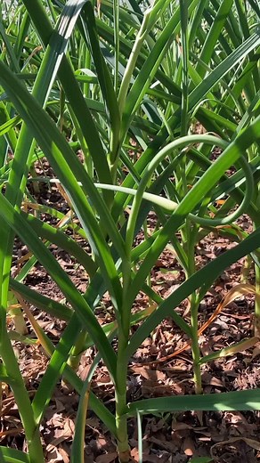 Honeytreefarmnc on TikTok