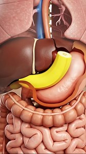 57K views · 100 reactions | 3D Animation of Banana Digestion & Parasite Worms #3danimation #3dmedicalanimation | 3D Medical Animation | Facebook