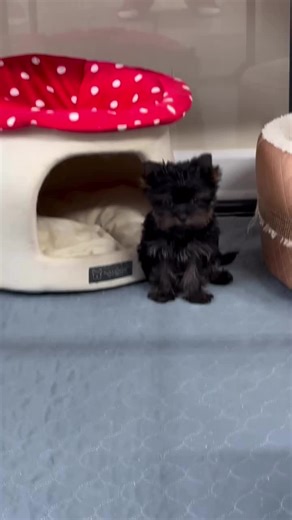 Poshable Puppies Chicago on TikTok
