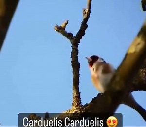 7.4K views · 182 reactions | Admirem 朗 a natureza    #cardueliscarduelis #birdwatching_wildlife #naturel #bırds_adored | Fauna Europeia e Americana | Facebook