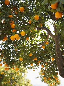What Orange Tree Needs Cross Pollination?