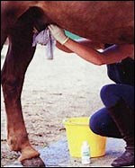 Tricks of the trade: sheath cleaning - Horse & Hound