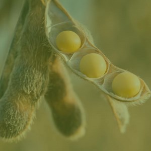 💚 OL996 è la varietà SIPCAM ad ilo bianco ad alto contenuto di acido oleico, caratterizzata inoltre da ciclo particolarmente corto, ottime produzioni e buon contenuto proteico che la rendono ideale per ottenere produzioni di elevata qualità da chi effettua semine ritardate e seconde semine. Scoprila nel nostro nuovo catalogo Soia 2024 📗 https://www.sipcam.com/it/it/ | Sipcam Italia