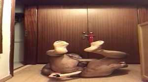 Slave Carmelo Faccioli torturing himself