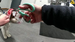 4K views · 21 reactions | Murphy the dog risked it for the biscuit, getting his head stuck in a Milk-Bone container. | The Canton Repository / CantonRep.com | Facebook