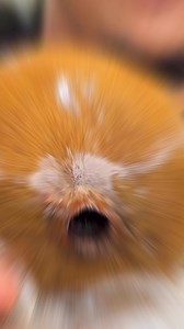 62K views · 1.2K reactions | Una fruta rara de la Amazonia del Ecuador, el Borojo! #borojo #afrodisiaco #frutas #ecuador | Malandro Magno | Facebook