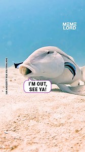 5.5K views | It has its own cleaning squad!  | Meme Lord | Facebook