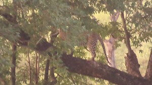 22K views · 286 reactions | Sub-adult leopard cub climbing up the tree #reelsfb #reels #life #Amazing #nature #viral #travel #video | African Bush Kingdom | Facebook