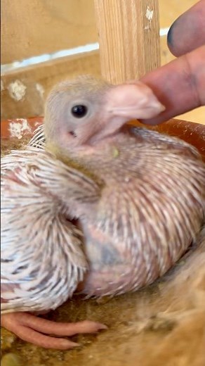 American Show Racer Pigeon; Baby- Almond; ASR Pigeon by Milan, Sabareni România 🇷🇴