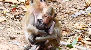 OMG Monkey Ada try grab newborn Adele so hard from baby kidnap, Monkey Camp 14.654K | MonkeyCamp