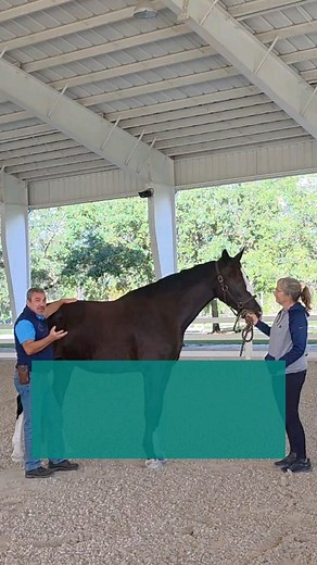 It was a great day at the PSAC (Pre Season Adult Camp) organized by Heidi Hauri-Grill. Jean-Pierre Hourdebaigt gave a great demonstration on Equine Massage Techniques and its many facets as well as proper stretching exercises applications. 🐴 Take action with our Equine Massage Module 1 🇺🇲https://animalmassageawareness.com/product/introduction-to-equine-massage-module-1/ 🇨🇵https://animalmassageawareness.com/product/introduction-au-massage-equin-module-1/ 🐴 #horsemassage #paradressage #equin